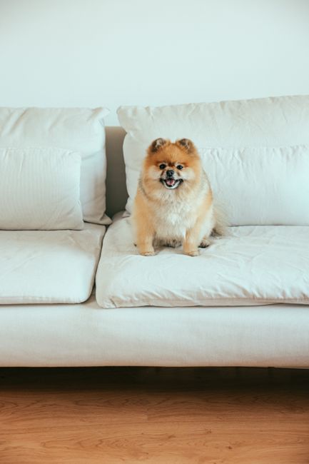A modern living room featuring a tan leather sofa with tufted cushions, positioned against a white wall with sunlight streaming through a window, casting soft shadows. On the sofa, there is a white pi